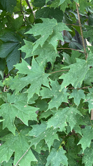 Acer