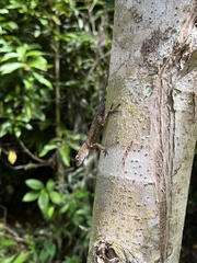 Anolis