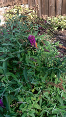 Buddleja davidii