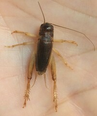 Anurogryllus