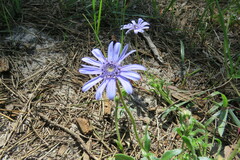Felicia heterophylla