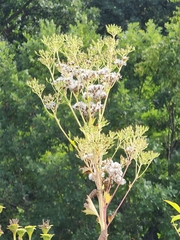 Arnoglossum atriplicifolium