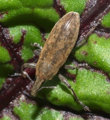 Lixus concavus