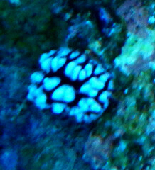 Phyllidiella pustulosa