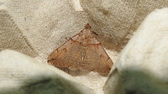 Zanclognatha laevigata