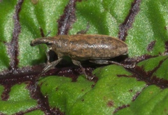 Lixus concavus