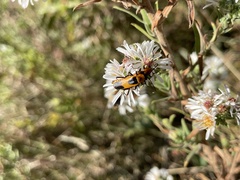 Chauliognathus basalis