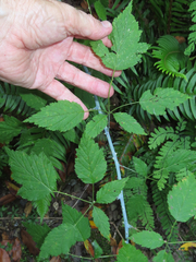 Rubus leucodermis