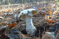 Amanita polypyramis