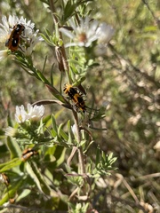 Chauliognathus basalis
