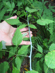 Rubus leucodermis