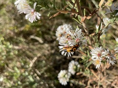 Chauliognathus basalis