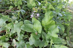 Cicerbita macrophylla uralensis