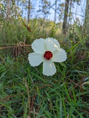 Hibiscus aculeatus