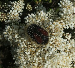 Trichostetha bicolor