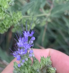 Caryopteris