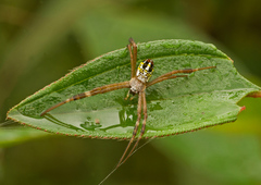 Argiope catenulata