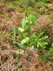 Gymnosporia buxifolia