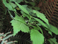 Rubus leucodermis