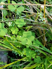 Oxalis