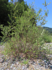 Salix hookeriana