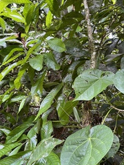 Ionopsis utricularioides