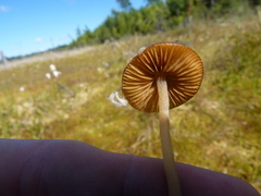 Galerina paludosa