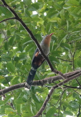 Zanclostomus javanicus