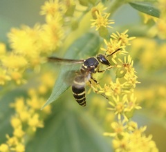 Ancistrocerus catskill