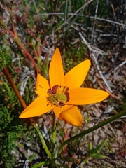Pauridia canaliculata