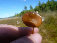Galerina paludosa