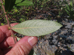 Salix hookeriana