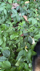 Trachelospermum