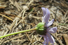 Felicia heterophylla