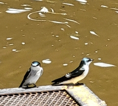 Tachycineta albilinea