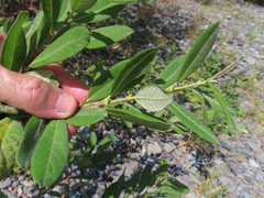 Salix hookeriana