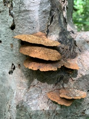 Fuscoporia