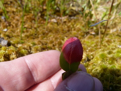 Exobasidium cassandrae