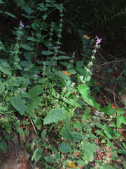 Stachys mexicana