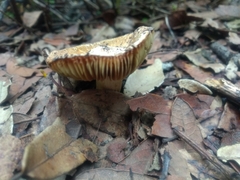 Russula cerolens