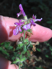 Stachys mexicana