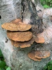 Fuscoporia