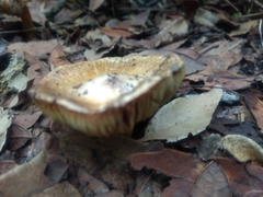 Russula cerolens