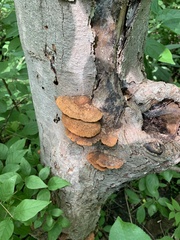 Fuscoporia
