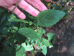 Stachys mexicana