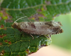 Epinotia ramella