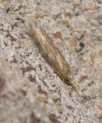 Hydroptilidae