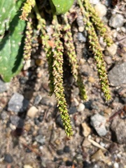 Plantago
