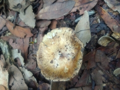 Russula cerolens