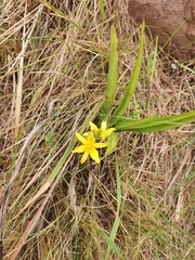 Hypoxis hemerocallidea